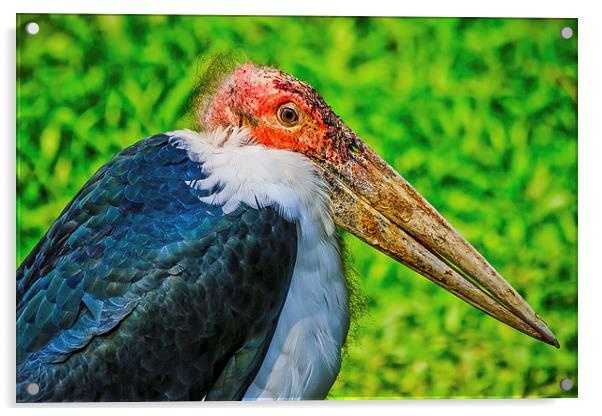 Marabou Stork Acrylic by Ray Shiu