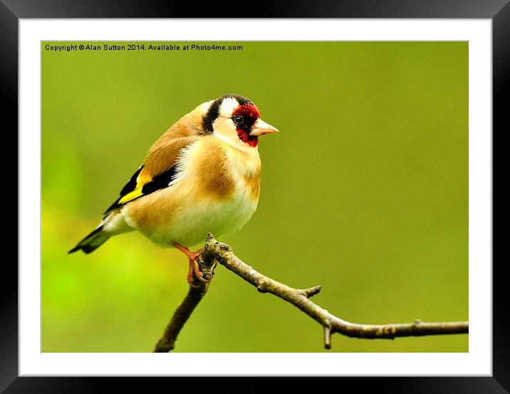 Goldfinch Framed Mounted Print by Alan Sutton