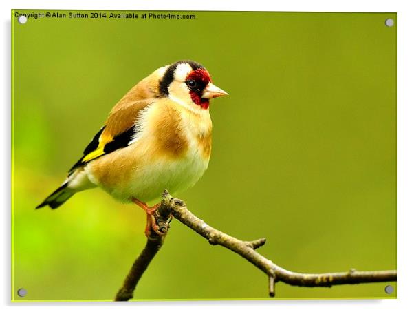 Goldfinch Acrylic by Alan Sutton