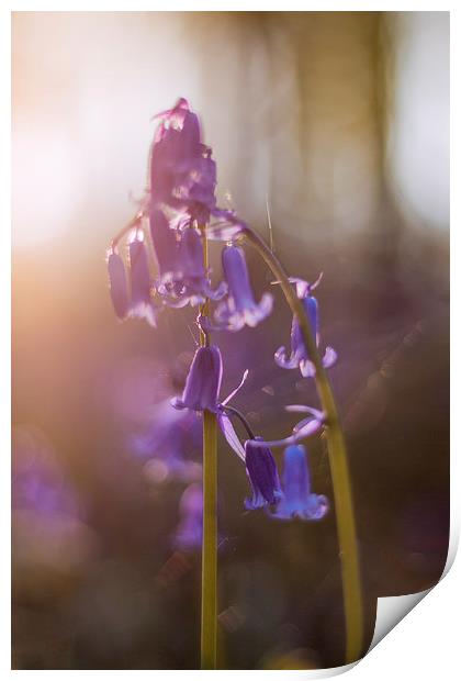 Spring Bluebell Print by Ian Hufton