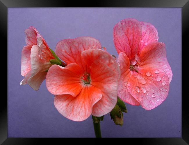 Pink Geranium Framed Print by james richmond