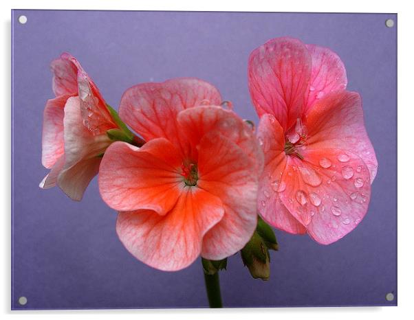 Pink Geranium Acrylic by james richmond