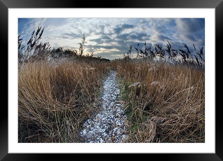 Path through reed bed Framed Mounted Print by Tony Bates