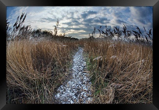 Path through reed bed Framed Print by Tony Bates