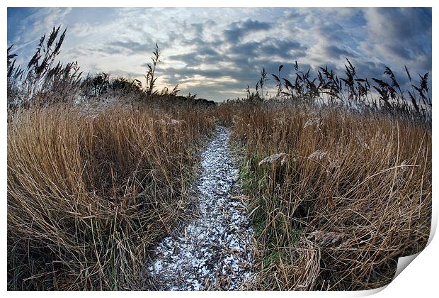 Path through reed bed Print by Tony Bates