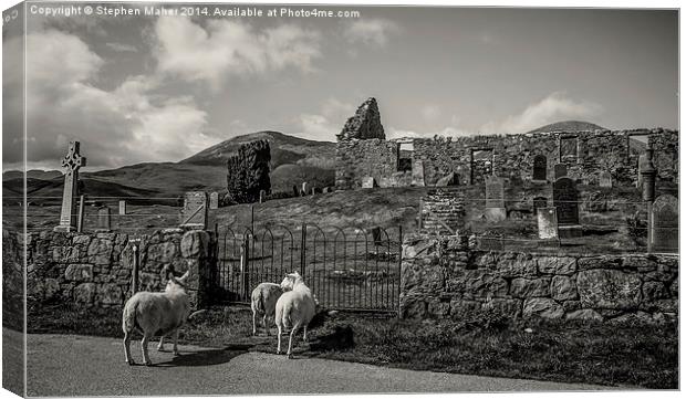 Sheep at Cill Chriosd, Skye Canvas Print by Stephen Maher