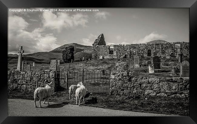 Sheep at Cill Chriosd, Skye Framed Print by Stephen Maher