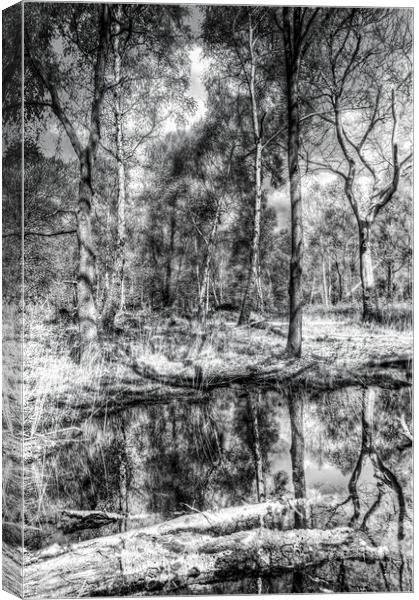 The Forest Canvas Print by David Pyatt
