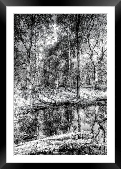 The Forest Framed Mounted Print by David Pyatt