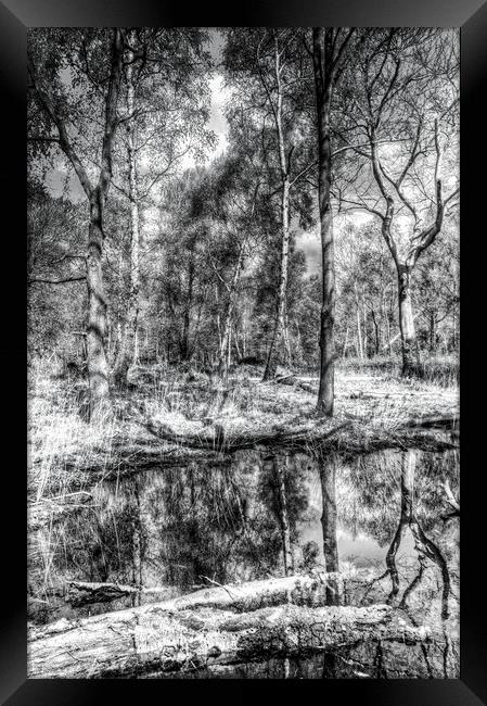 The Forest Framed Print by David Pyatt