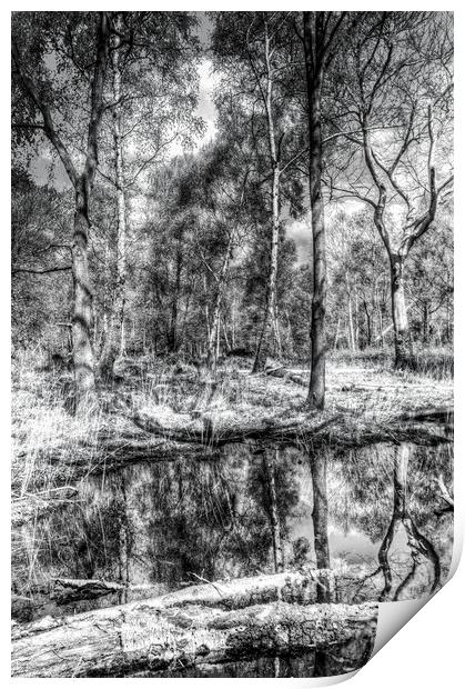The Forest Print by David Pyatt