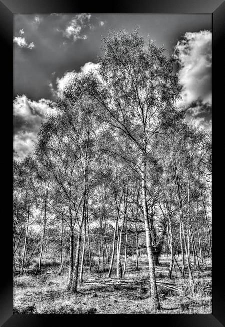 The Ancient Forest Framed Print by David Pyatt