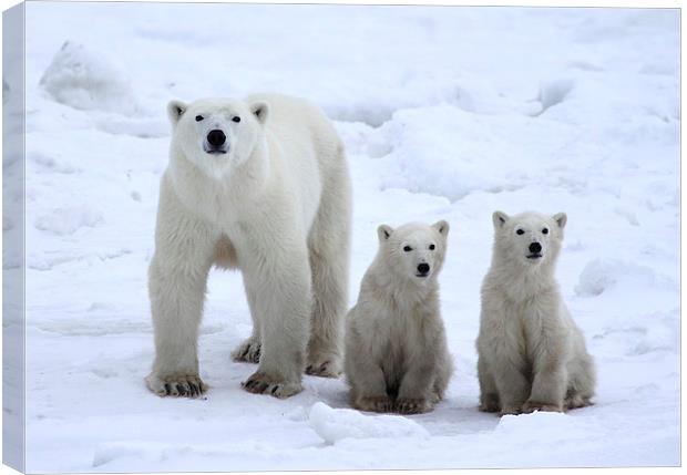 Family Portrait #1 - Polar Bears Canvas Print by Carole-Anne Fooks
