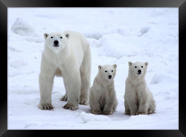 Family Portrait #1 - Polar Bears Framed Print by Carole-Anne Fooks