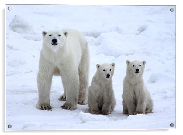 Family Portrait #1 - Polar Bears Acrylic by Carole-Anne Fooks