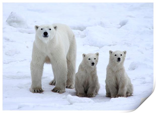 Family Portrait #1 - Polar Bears Print by Carole-Anne Fooks