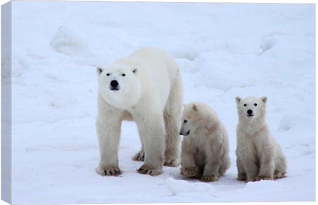 Family Portrait #2 - Polar Bears Canvas Print by Carole-Anne Fooks