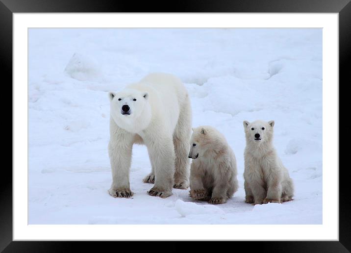 Family Portrait #2 - Polar Bears Framed Mounted Print by Carole-Anne Fooks