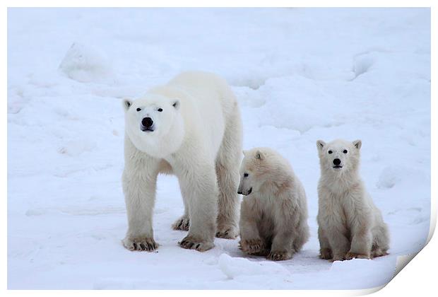Family Portrait #2 - Polar Bears Print by Carole-Anne Fooks