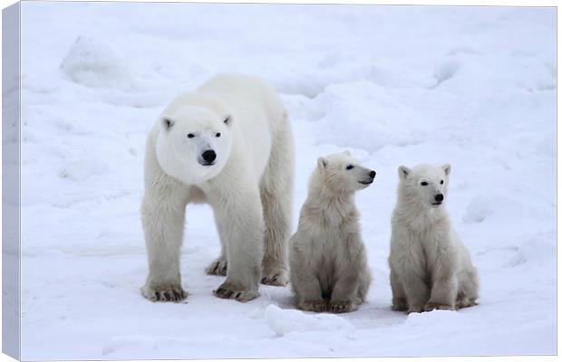 Family Portrait #3 - Polar Bears Canvas Print by Carole-Anne Fooks