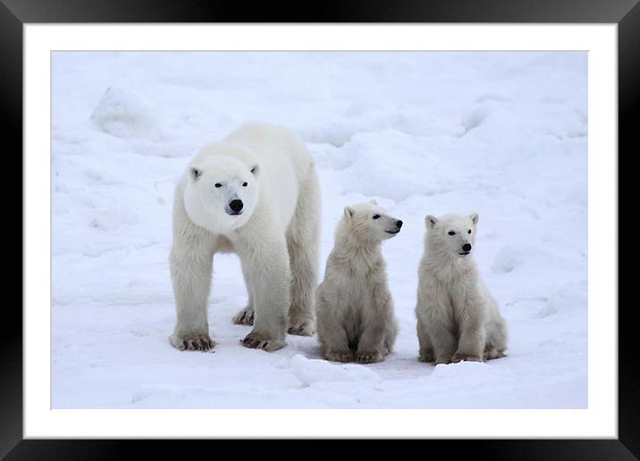 Family Portrait #3 - Polar Bears Framed Mounted Print by Carole-Anne Fooks