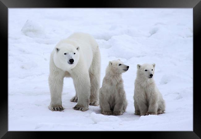 Family Portrait #3 - Polar Bears Framed Print by Carole-Anne Fooks
