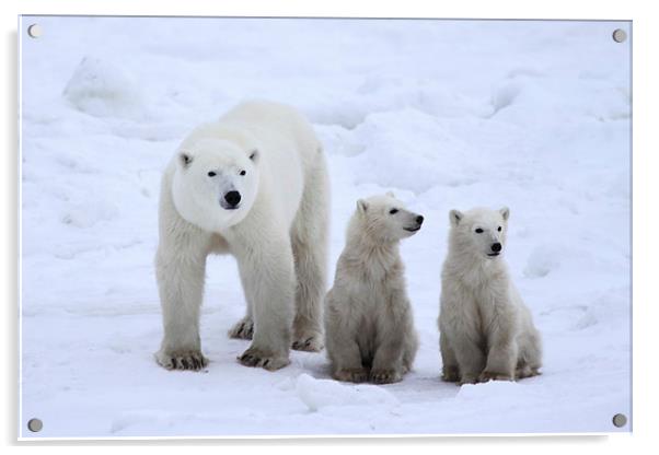 Family Portrait #3 - Polar Bears Acrylic by Carole-Anne Fooks