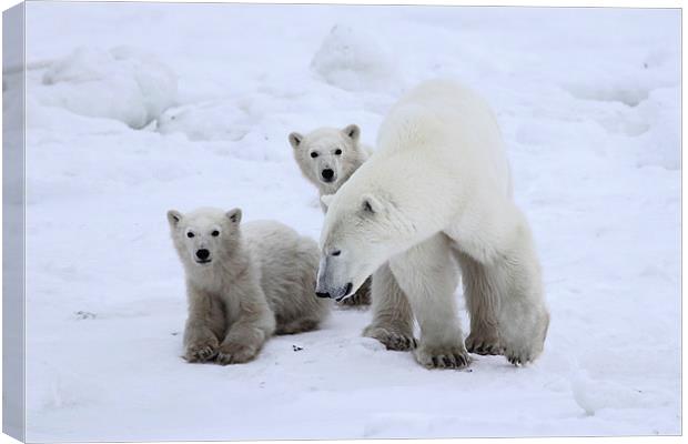 Keeping Her Cubs Safe Canvas Print by Carole-Anne Fooks