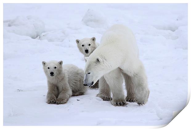 Keeping Her Cubs Safe Print by Carole-Anne Fooks