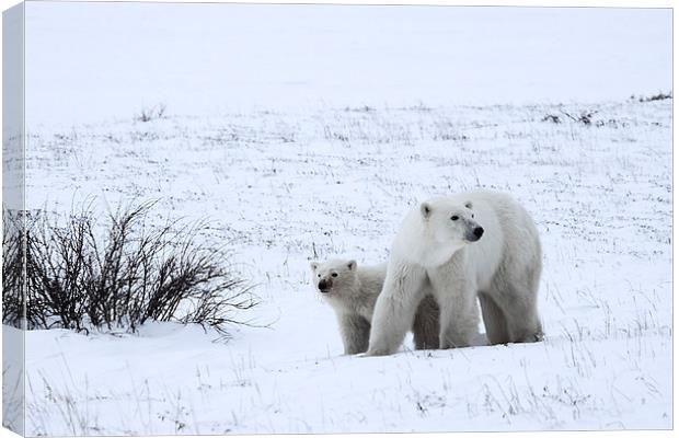 Polar Bears On The Tundra Canvas Print by Carole-Anne Fooks