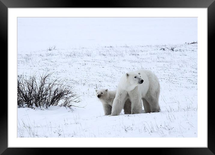 Polar Bears On The Tundra Framed Mounted Print by Carole-Anne Fooks
