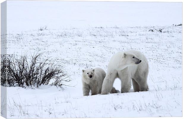 Polar Bears On The Tundra Canvas Print by Carole-Anne Fooks