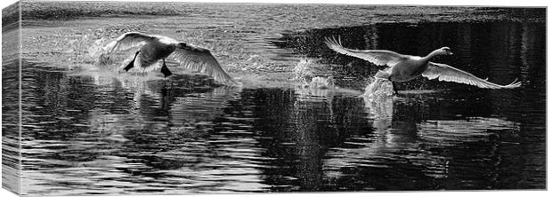 2 swans Canvas Print by karen shivas