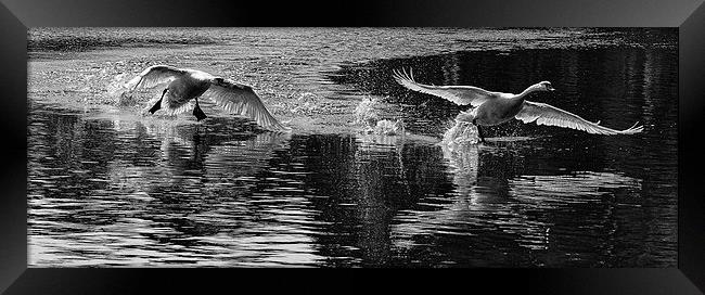 2 swans Framed Print by karen shivas