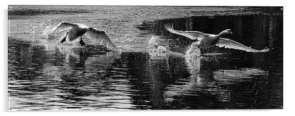 2 swans Acrylic by karen shivas