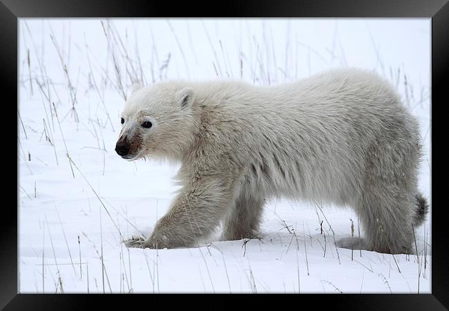 Polar Bear Cub Framed Print by Carole-Anne Fooks