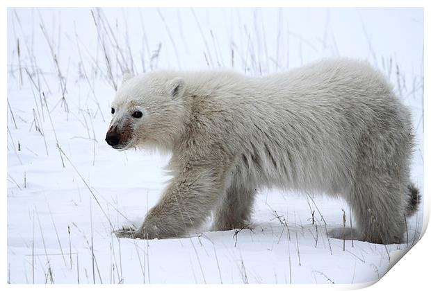 Polar Bear Cub Print by Carole-Anne Fooks