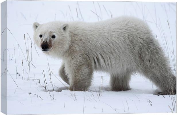 Polar Bear Cub Canvas Print by Carole-Anne Fooks
