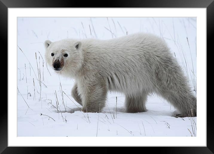 Polar Bear Cub Framed Mounted Print by Carole-Anne Fooks