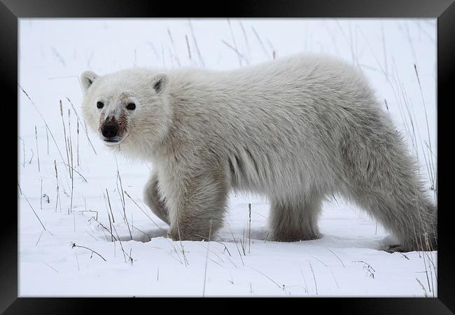Polar Bear Cub Framed Print by Carole-Anne Fooks