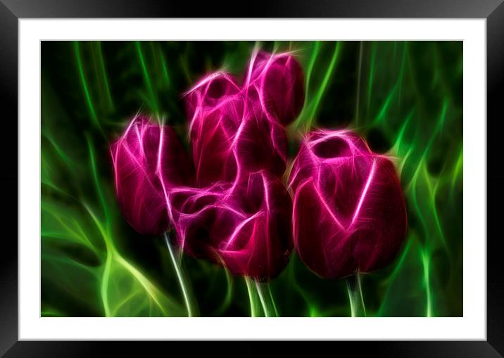Tulips Framed Mounted Print by Alan Tunnicliffe