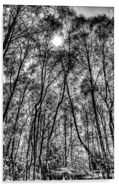 Monochrome Forest Acrylic by David Pyatt