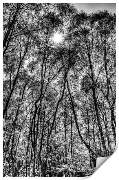 Monochrome Forest Print by David Pyatt