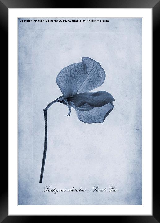 Sweet Pea Cyanotype Framed Mounted Print by John Edwards
