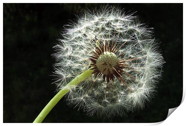 White dandelion black background Print by Matthias Hauser