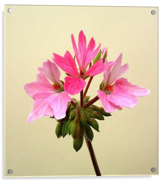 Pink Pelargonium Acrylic by james richmond