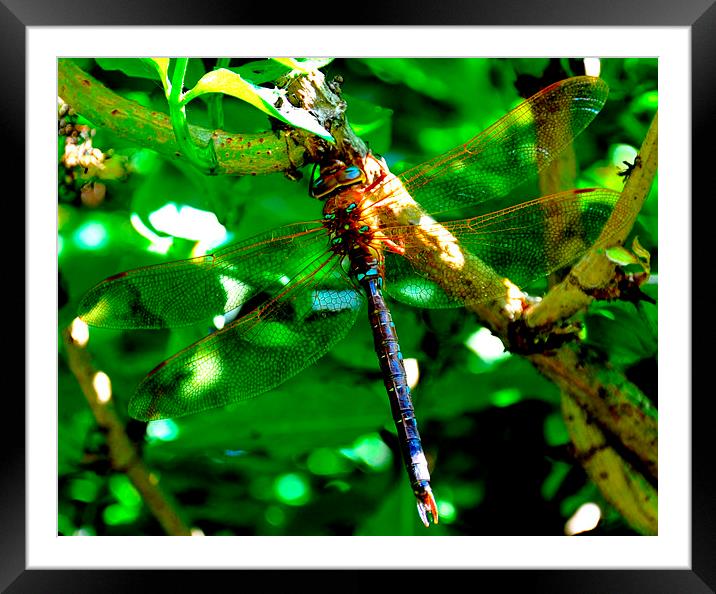 the beautiful dragonfly Framed Mounted Print by sue davies