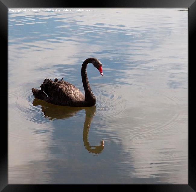 Black Swan Framed Print by Pauline Tims