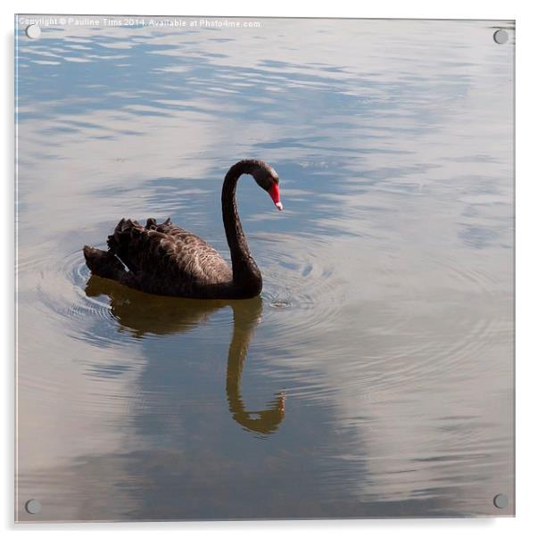 Black Swan Acrylic by Pauline Tims