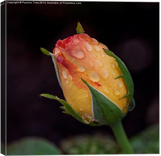 Emerging Rose with Raindrops Canvas Print by Pauline Tims